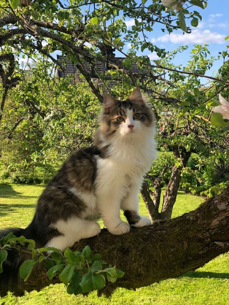 Cats