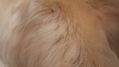 Pet Foam Magic Lint Brush